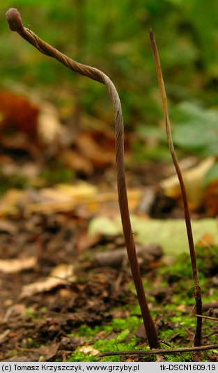 Macrotyphula contorta (buławka rurkowata odmiana skręcona)