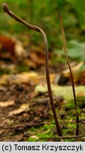 Macrotyphula contorta (buławka rurkowata odmiana skręcona)