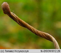 Macrotyphula contorta (buławka rurkowata odmiana skręcona)