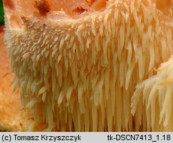 Hericium cirrhatum (kolczatek strzępiasty)