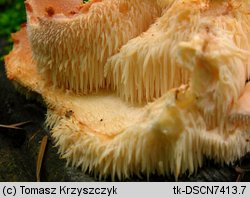 Hericium cirrhatum (kolczatek strzępiasty)