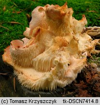 Hericium cirrhatum (kolczatek strzępiasty)