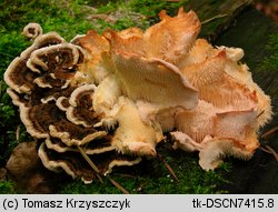 Hericium cirrhatum (kolczatek strzępiasty)