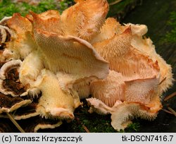 Hericium cirrhatum (kolczatek strzępiasty)