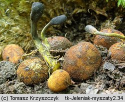 Cordyceps ophioglossoides (maczużnik nasięźrzałowy)