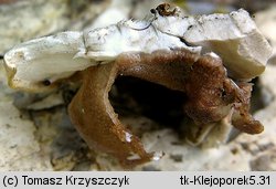 Vitreoporus dichrous (klejoporek dwubarwny)