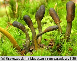 Cordyceps ophioglossoides (maczużnik nasięźrzałowy)