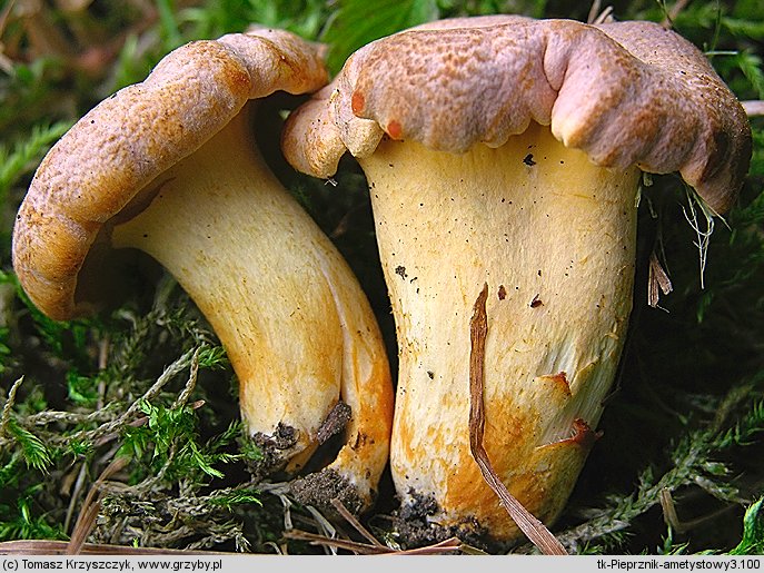 Cantharellus amethysteus (pieprznik ametystowy)