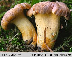 Cantharellus amethysteus (pieprznik ametystowy)