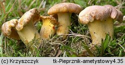 Cantharellus amethysteus (pieprznik ametystowy)