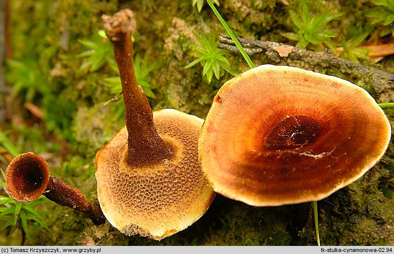 Coltricia cinnamomea (stułka cynamonowa)