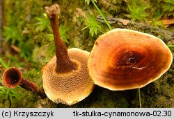 Coltricia cinnamomea (stułka cynamonowa)