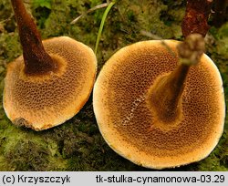 Coltricia cinnamomea (stułka cynamonowa)