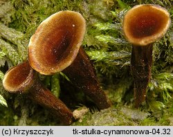 Coltricia cinnamomea (stułka cynamonowa)