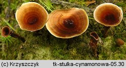 Coltricia cinnamomea (stułka cynamonowa)