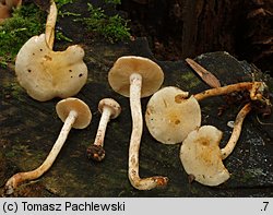 Pholiota gummosa (łuskwiak słomkowy)