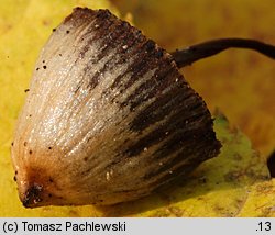 Psilocybe semilanceata (łysiczka lancetowata)