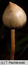 Psilocybe semilanceata (łysiczka lancetowata)