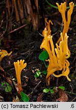 Clavulinopsis corniculata (goździeniowiec mączny)