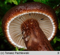 Lactarius lignyotus (mleczaj przydymiony)