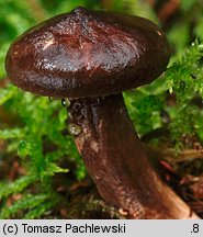 Lactarius lignyotus (mleczaj przydymiony)