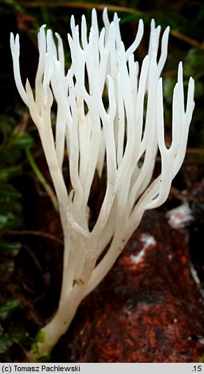 Ramariopsis kunzei (koralownik białawy)