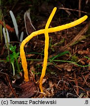 Clavulinopsis helvola (goździeniowiec miodowy)