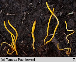 Clavulinopsis helvola (goździeniowiec miodowy)