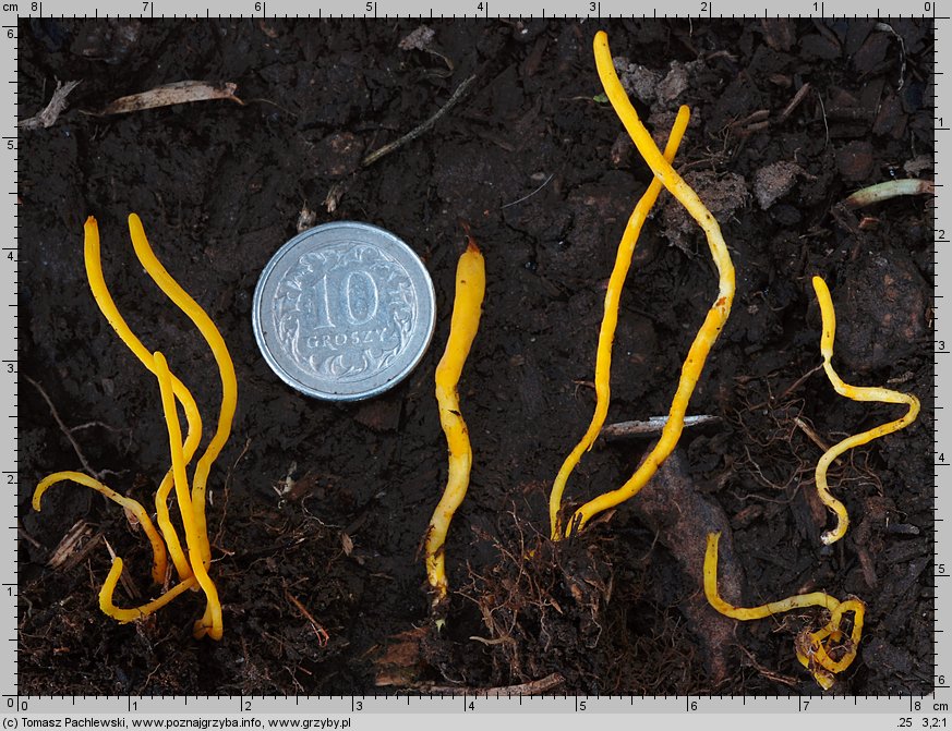 Clavulinopsis helvola (goździeniowiec miodowy)