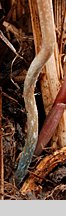 Psilocybe semilanceata (Å‚ysiczka lancetowata)