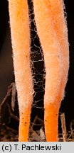 Clavulinopsis luteoalba (goÅºdzieniowiec Å¼Ã³Å‚tobiaÅ‚y)