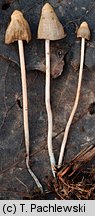 Psilocybe semilanceata (łysiczka lancetowata)