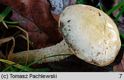 Pholiota gummosa (łuskwiak słomkowy)