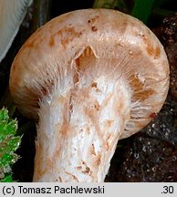 Pholiota gummosa (łuskwiak słomkowy)