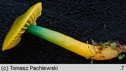 Gliophorus psittacinus (wilgotniczka papuzia)