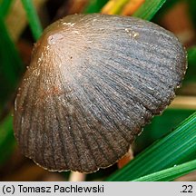 Psilocybe semilanceata (łysiczka lancetowata)