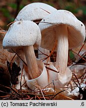 Volvariella surrecta (pochwiak grzybolubny)