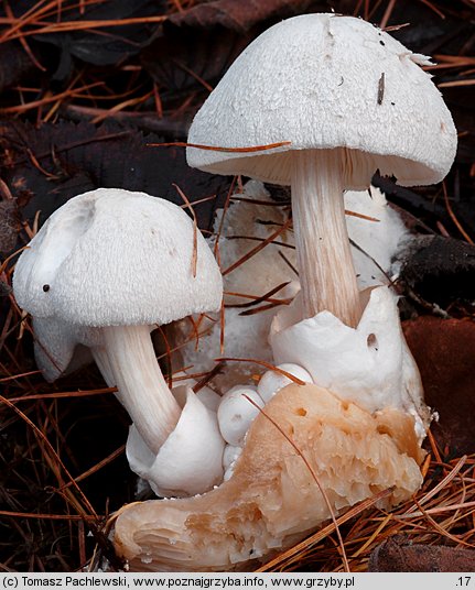 Volvariella surrecta (pochwiak grzybolubny)