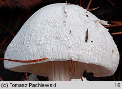 Volvariella surrecta (pochwiak grzybolubny)