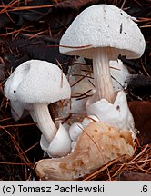 Volvariella surrecta (pochwiak grzybolubny)