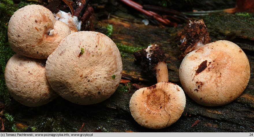 Neolentinus adhaerens (twardoskórzak lepki)