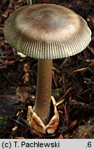 Amanita battarrae (muchomor oliwkowy)