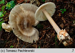 Amanita battarrae (muchomor oliwkowy)