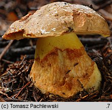 Butyriboletus subappendiculatus (masłoborowik górski)