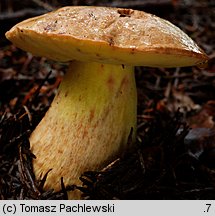 Butyriboletus subappendiculatus (masłoborowik górski)