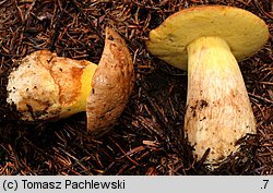 Butyriboletus subappendiculatus (masłoborowik górski)