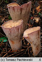 Gomphus clavatus (siatkoblaszek maczugowaty)