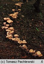 Gomphus clavatus (siatkoblaszek maczugowaty)