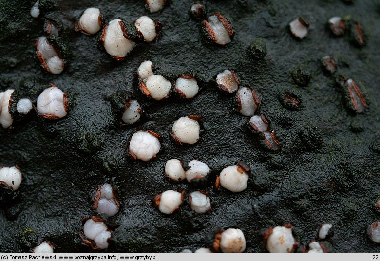 Achroomyces disciformis (płaskolepek poduszeczkowaty)