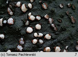 Achroomyces disciformis (płaskolepek poduszeczkowaty)